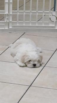 Totti, Maltese Bichon