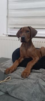 Vazoumata, Rhodesian Ridgeback