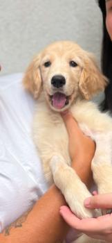 Chuva, Golden Retriever