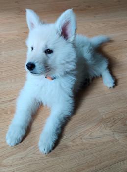 Lumi, White swiss Shepherd Dog