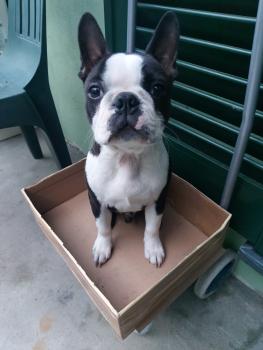 Dodo, Boston Terrier