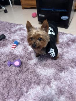 Kitchi, Yorkshire Terrier