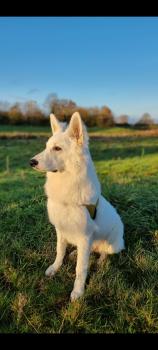 Vodoo, Berger Blanc Suisse