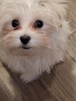 Luna, Maltese Bichon