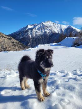 Tishka, German Shepherd Dog