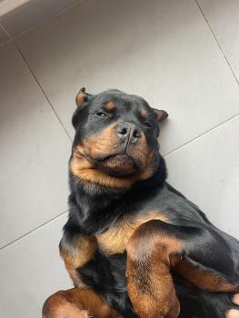 Drax, Rottweiler