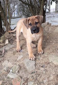 KÏARA, Dogo Canario