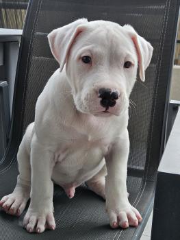 Snow, Dogo Argentino