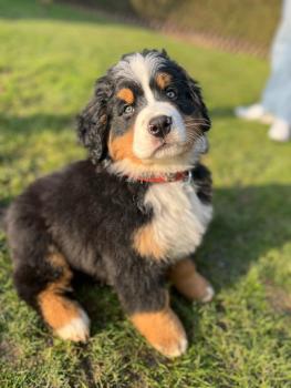 Vaillante, Bernese Cattle Dogs