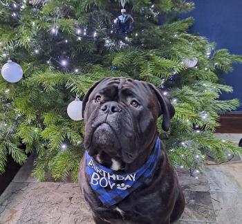 Henry, Bullmastiff