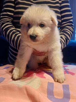 Jaina, White swiss Shepherd Dog