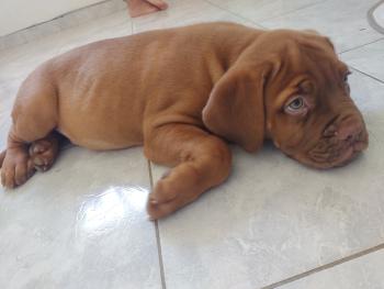 ISIDORO, French Mastiff