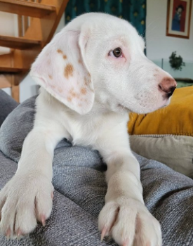 Venom, Altri cani