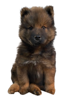 Atlas, Eurasier