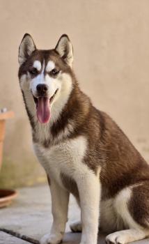 Alaska, Husky Siberien