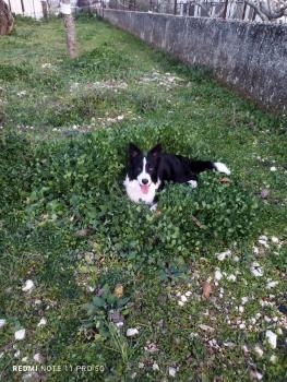 Maya, Border Collie