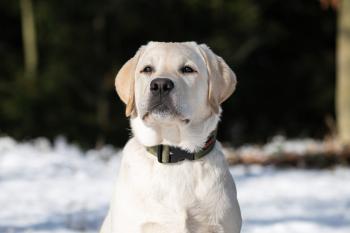 Toby, Labrador Retriever