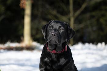 Koudy, Labrador Retriever