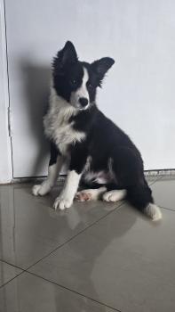 Fred, Border Collie