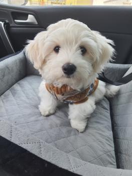 Freddy, Maltese Bichon