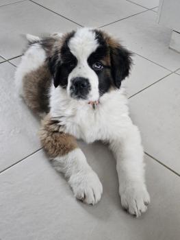 Beyla, Saint Bernard