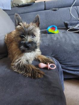 Filibert, Cairn Terrier