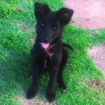 Pantera, Border Collie