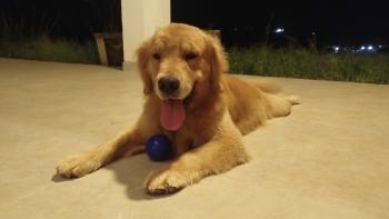 Odin, Golden Retriever