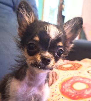 Eva, Chihuahua