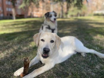 Taco, Labrador
