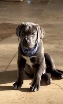 Alpha, Cane Corso