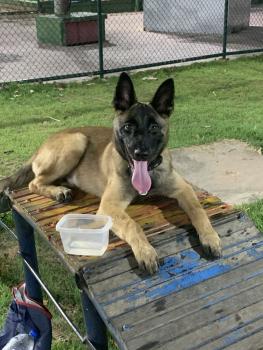 Hades, Berger Malinois