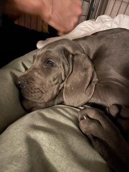 Cacao, Dogue Allemand