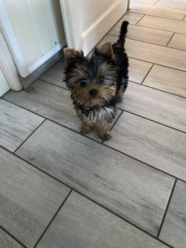 Ivy, Yorkshire Terrier