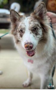 Quimera, Border Collie
