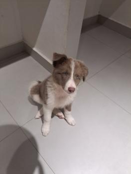 Chloe São Félix, Border Collie