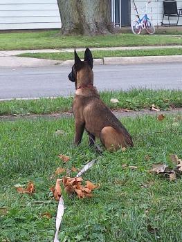 Nemesis, Belgischer Schäferhund