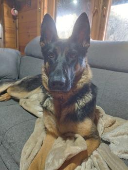 Hera, German Shepherd Dog