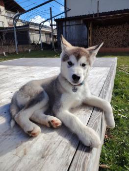 Kibo, Malamute do Alasca