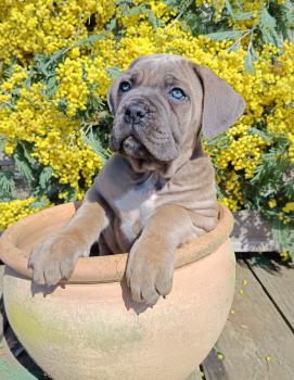 Angus, Cane Corso