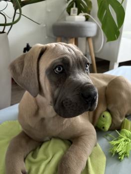 Raoul, Cane Corso