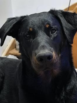 Ivar, Beauceron