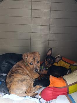Nino, Otros perros