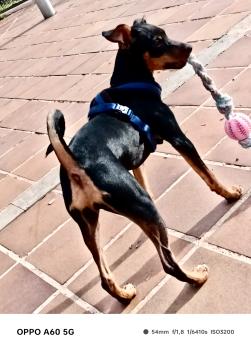 HOLLY, Manchester Terrier