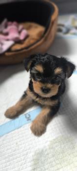 Marga, Yorkshire Terrier