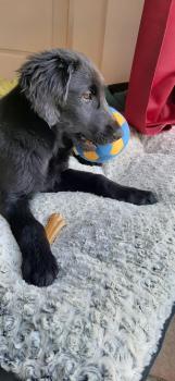 vanille, Flat-Coated Retriever
