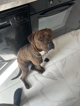 Simba, Autres Chiens