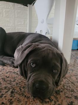 KYRA, Cane Corso