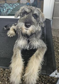Freddy, Schnauzer Géant