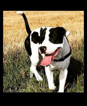 Orsan, Otros perros